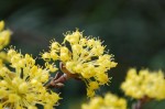 サンシュユ	山茱萸	Cornus officinalis	3～4月
